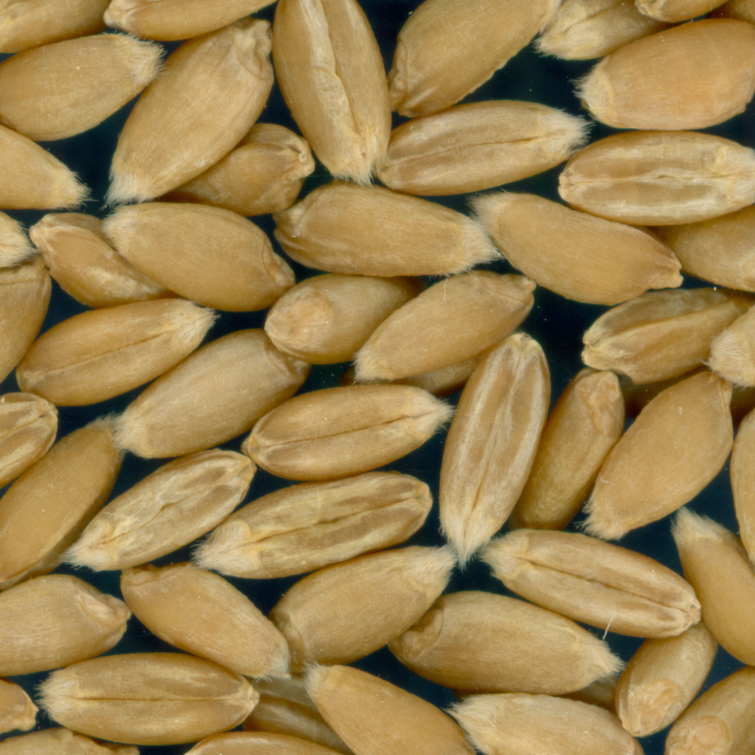 Click for 3 image(s) for this accession. KERNELS